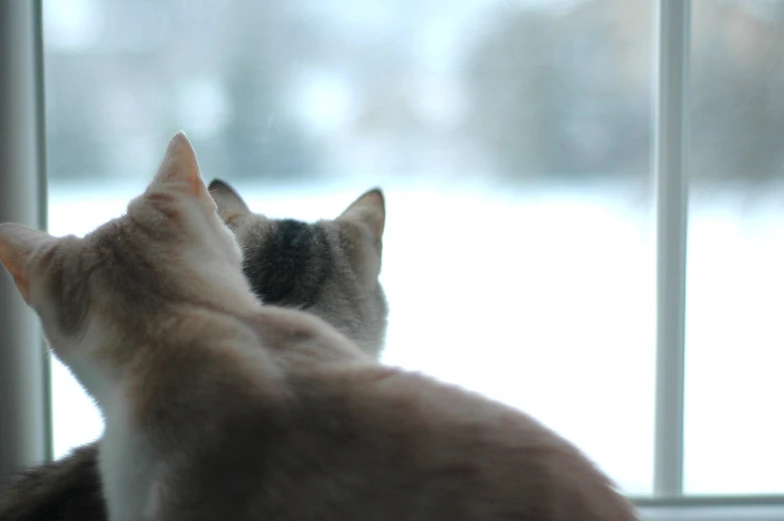 the back end of a cat looking out of a window