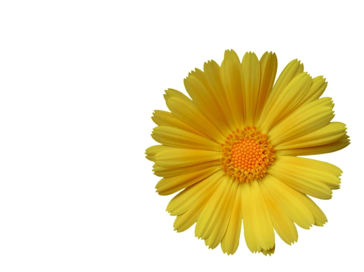 a yellow flower that is on a white background