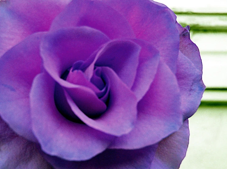 a purple rose with one green flower and other green flowers
