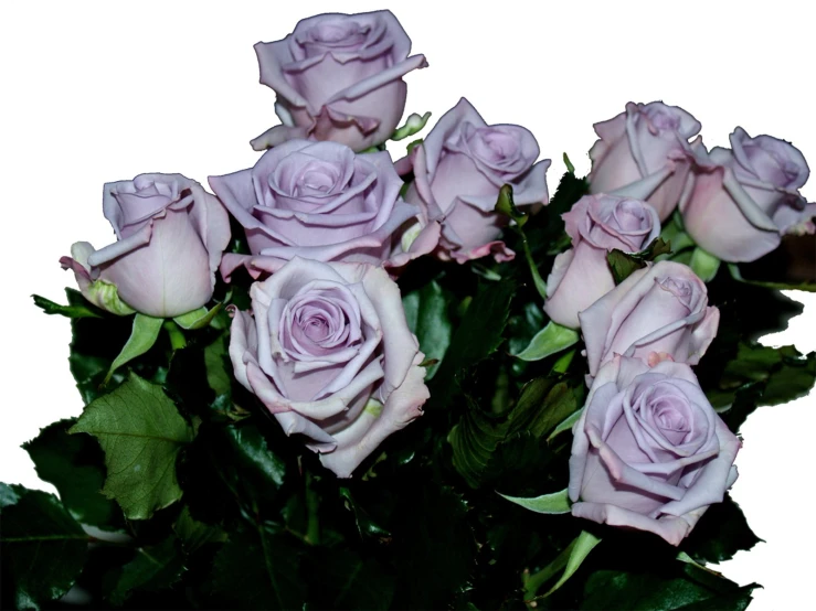 several purple roses in a large glass vase