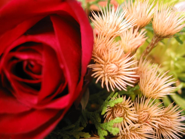 a red rose next to the stem of an evergreen