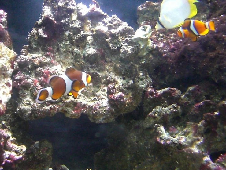 a pair of clowns swim in the water near some reef