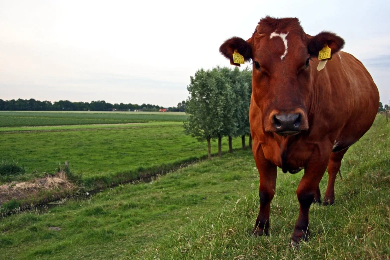 a large brown cow standing in the grass