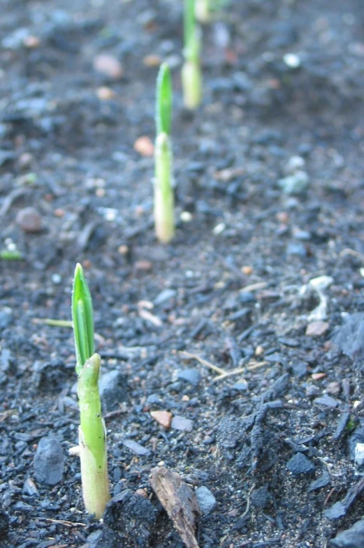 young green plants sprouting in dirt