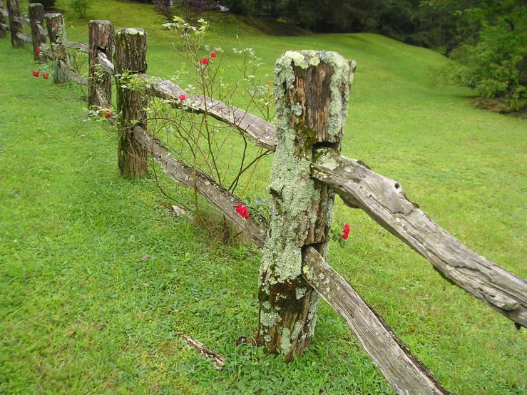 a single fence in a field is overgrown with moss and flowers