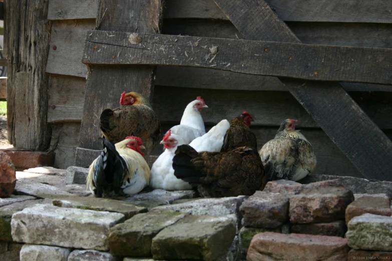 a group of chickens that are next to some rocks