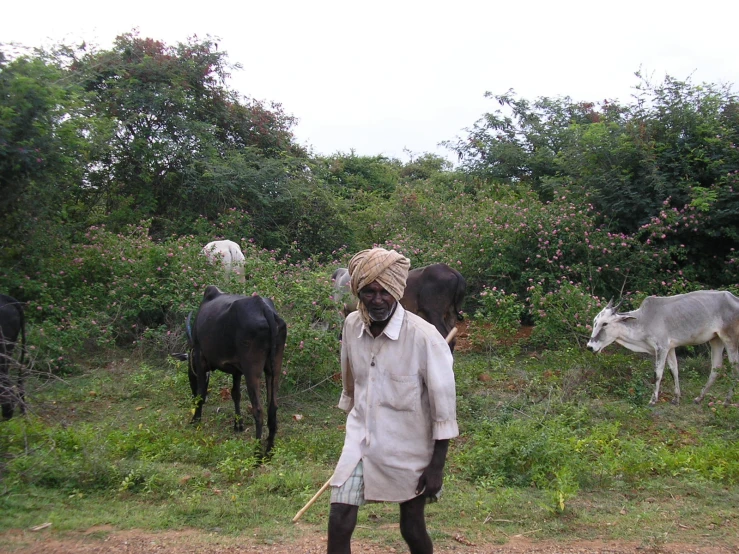 the man walks along with his cattle