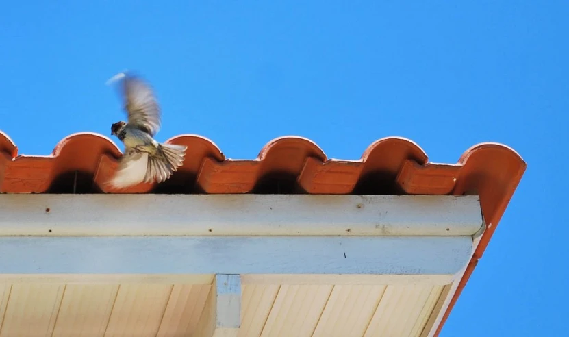 the bird is flying above the roof of the building