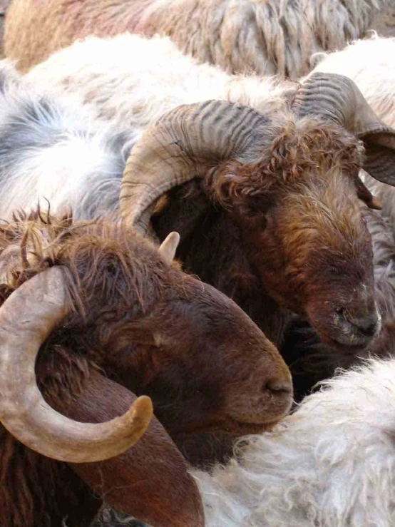 goats with large horns and large curly hair are huddled together