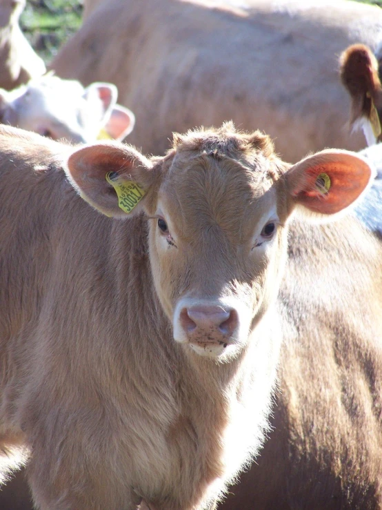 this is a po of two cows that are standing together