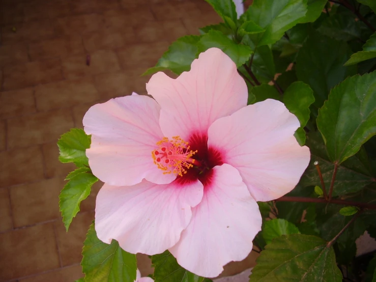 there is a large pink flower with leaves on it