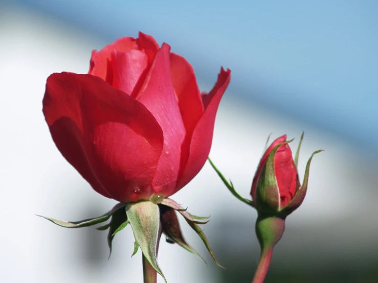 a flower bud being opened in front of a blue sky