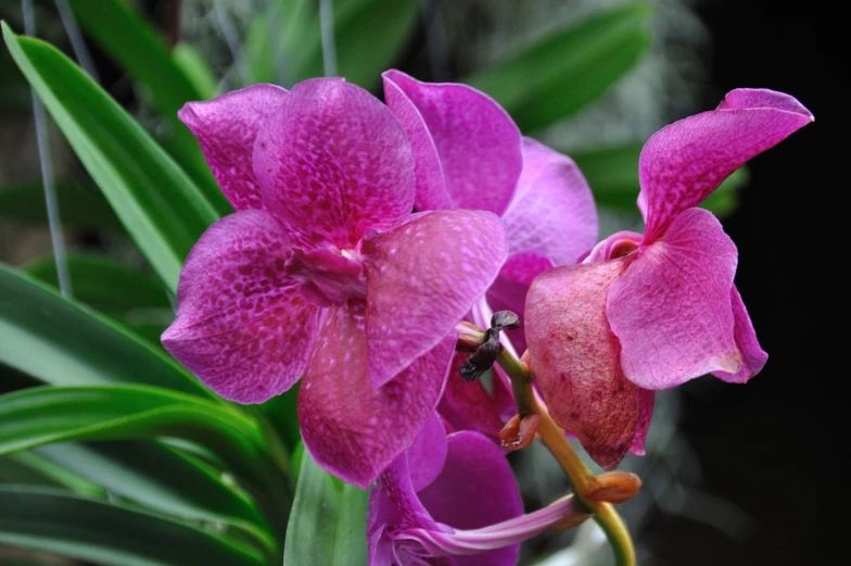 the bright pink flower has many leaves