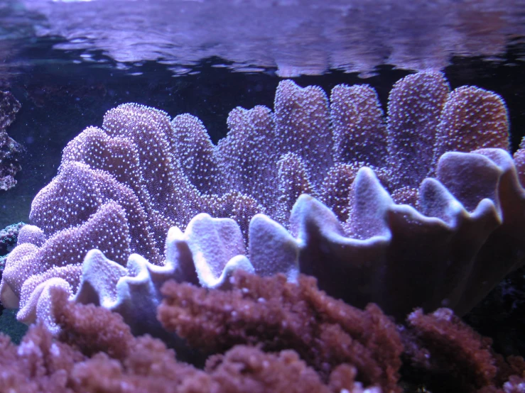 there are some white corals under the water