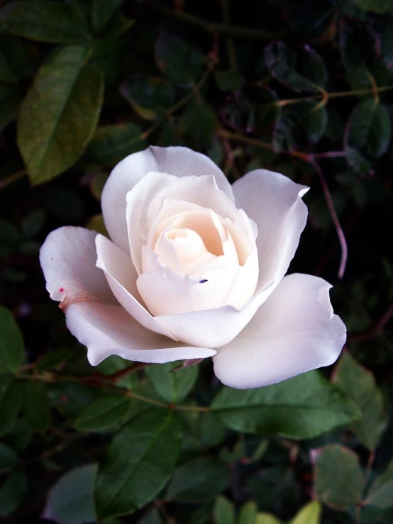 an almost white rose is in the middle of some leaves