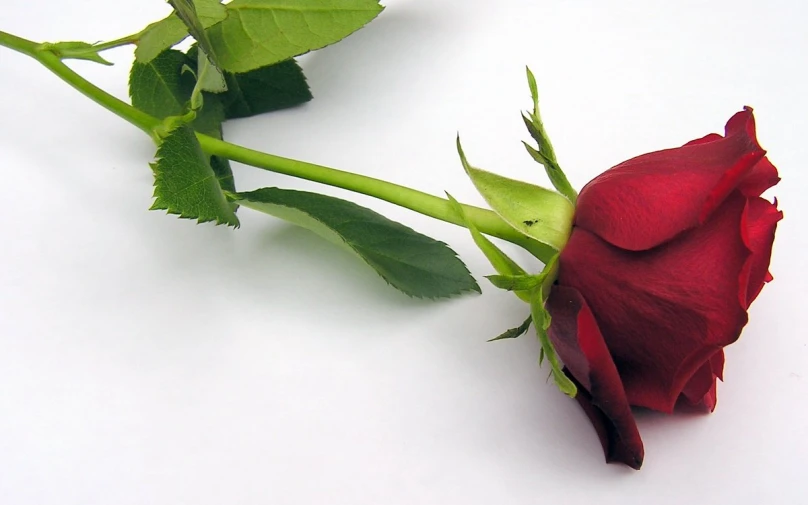 a single rose sitting on a white surface