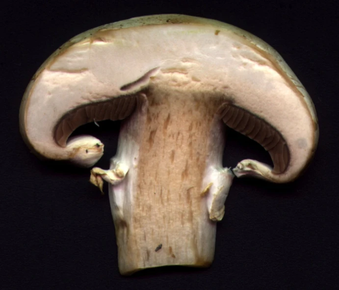 there is a mushroom with two arms on the end of it
