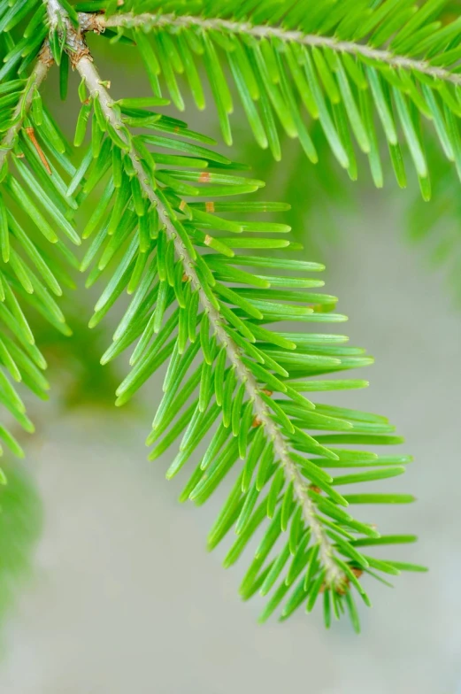 green needles of pine tree on blurry background