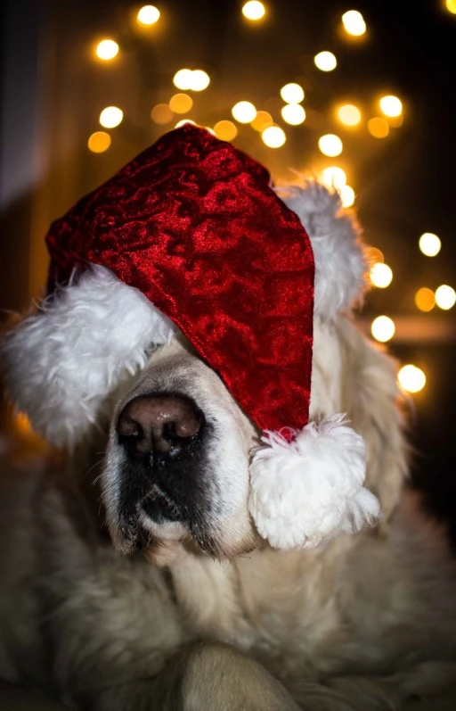the large dog is wearing a red and white santa hat
