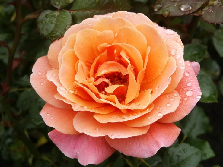 the pink and yellow rose has water droplets on it