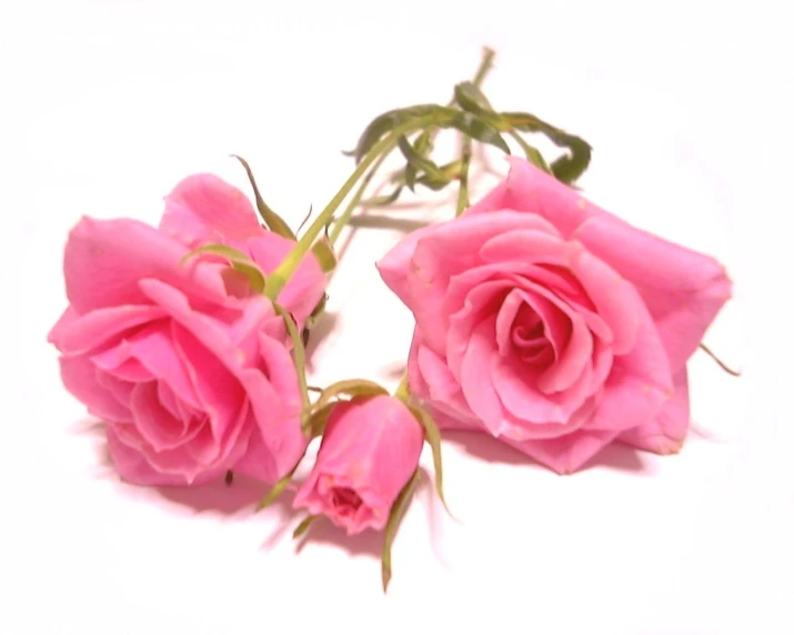 three pink roses on a white surface