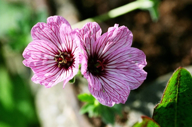 two pink flowers with green leaves and grass