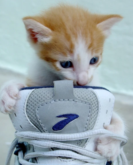 a kitten sitting inside of a shoe looking at the camera