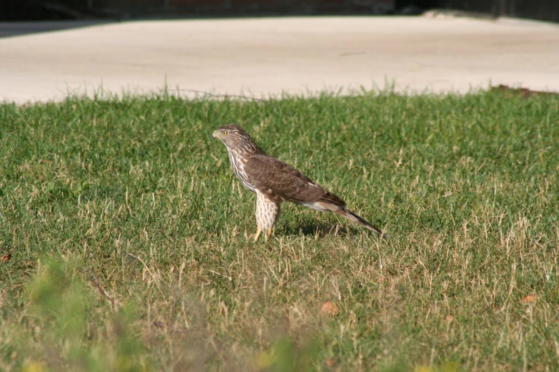 a bird is standing on the grass outside