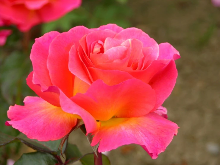 a flower is blooming outside on a sunny day