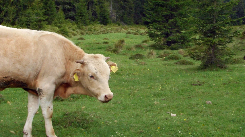 a cow standing in the grass near trees