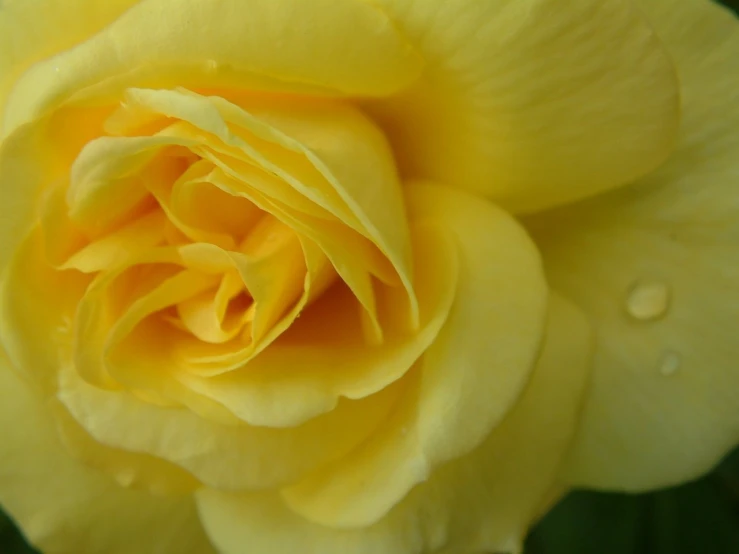 yellow rose with raindrops closeup s with green leaves