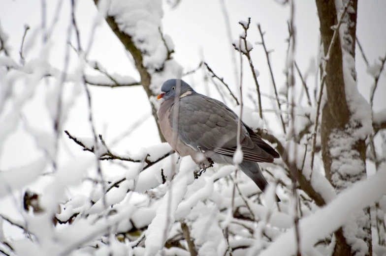 pigeon sitting on the nch of a tree while covered in snow