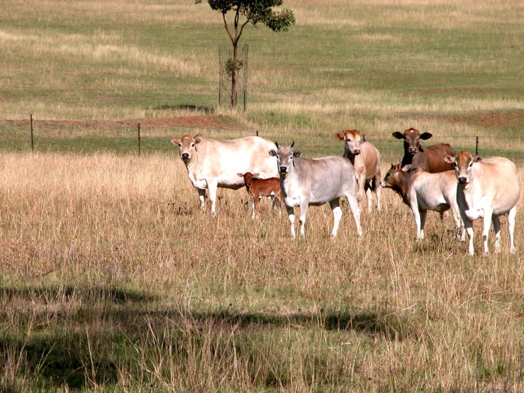 several cows stand together in a field of dried grass