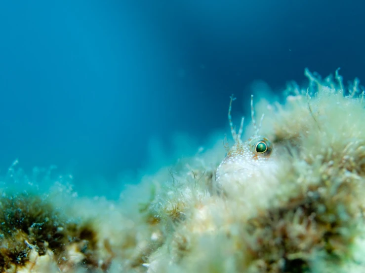 an underwater view of sea grass with a bug on top