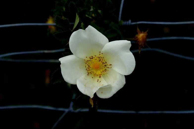 there is a close up view of a white flower