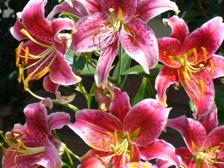 the closeup s of pink lilies with yellow stamens