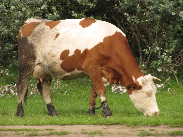 the big cow is eating grass in the field