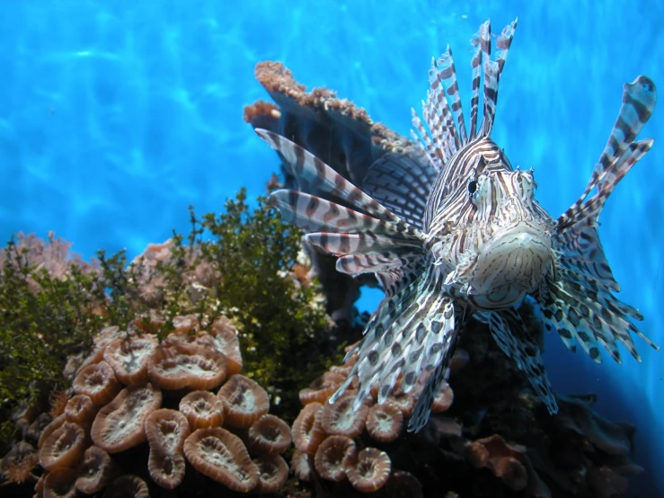 the colorful fish is swimming near the rocks