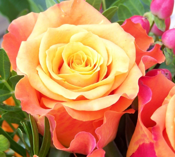 a couple of orange and pink roses on a plant