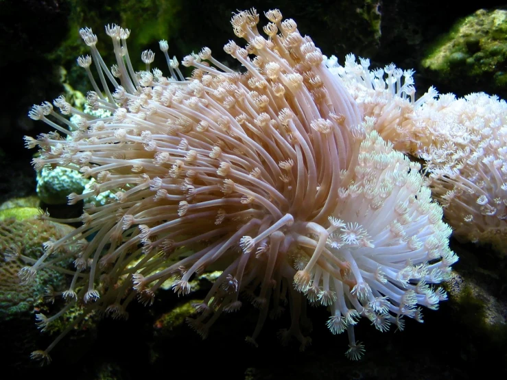 a close up po of anemone