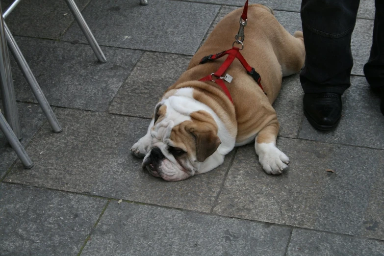 a bulldog rests against the ground while wearing a leash