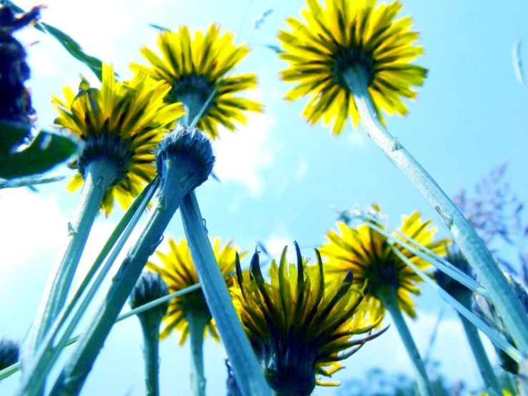 yellow dandelions sitting in the grass and looking up