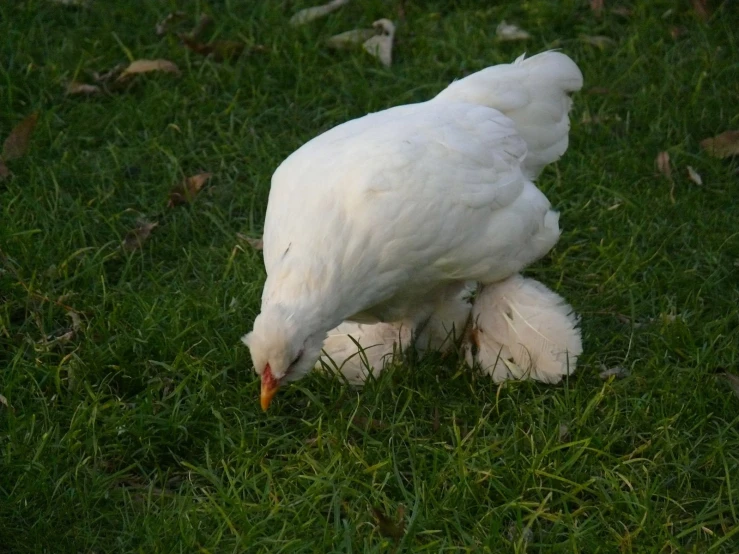 white bird on green grass next to dead squirrel