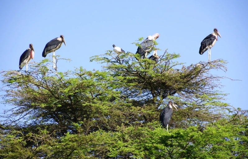 large birds sitting on top of tree tops