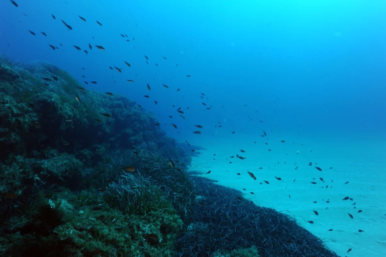 a large group of fish swimming across a blue ocean