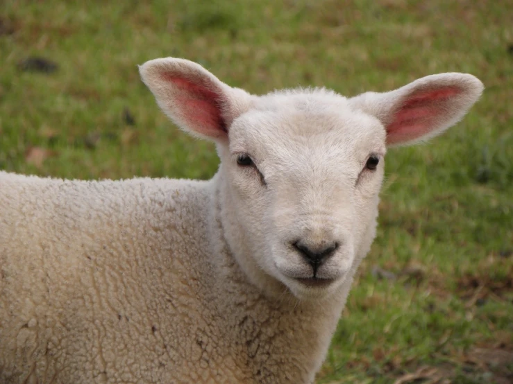 a white sheep standing in a field with grass