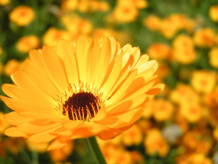 a single yellow flower that is growing by itself