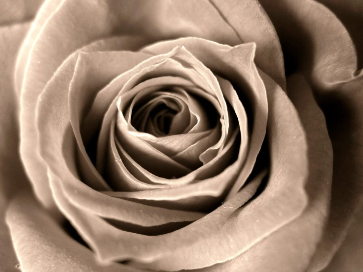 black and white pograph of a very large rose