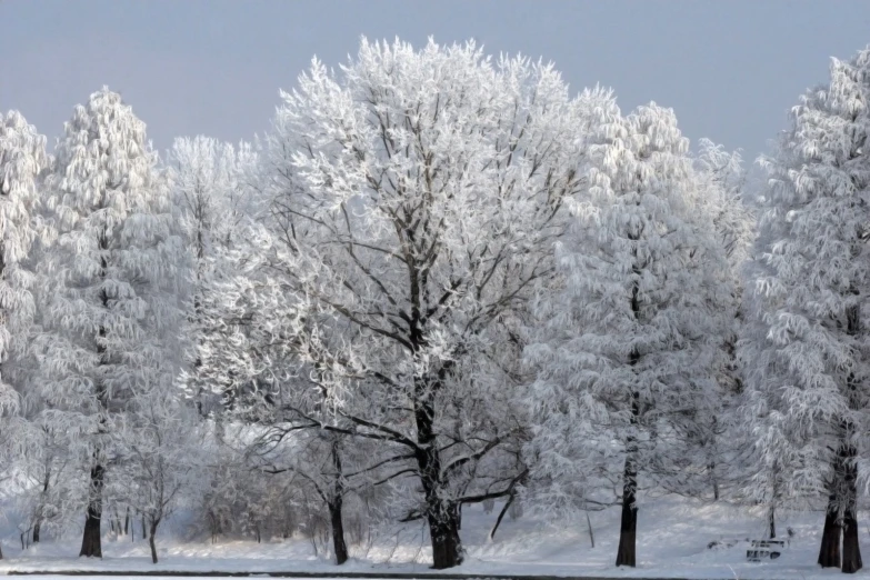 a tree lined forest is covered in snow