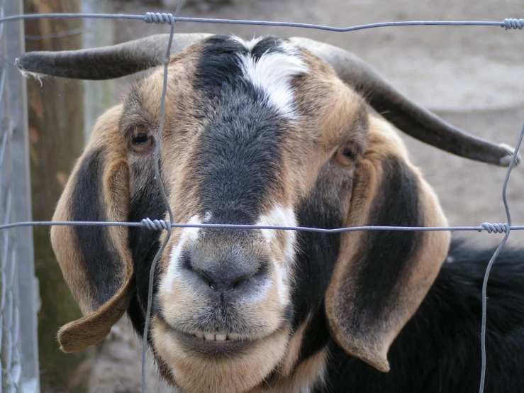 the goat is looking through a fence at the camera